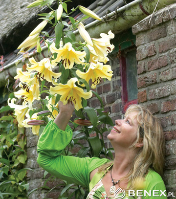 Showbox Połówkowy Lilium - Lilia Drzewiasta Ot Hybride "3"   16/18  50 Szt.