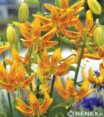 Showbox Połówkowy Lilium - Lilia Martagon 16/18 25 Szt.