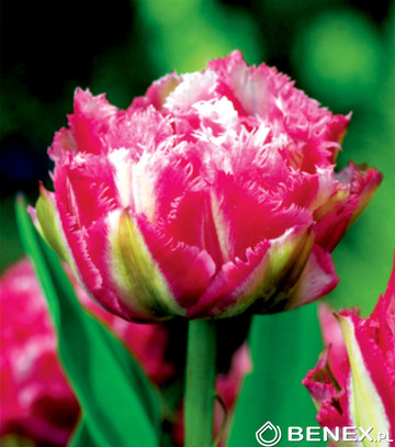 Showbox Połówkowy Tulip - Tulipan Strzępiasty Pełny "1" 11/12  75 Szt.