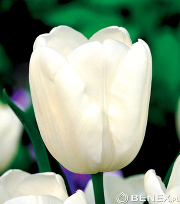 Showbox Połówkowy Tulip - Tulipan Triumph "2" 12/+ 125 Szt.