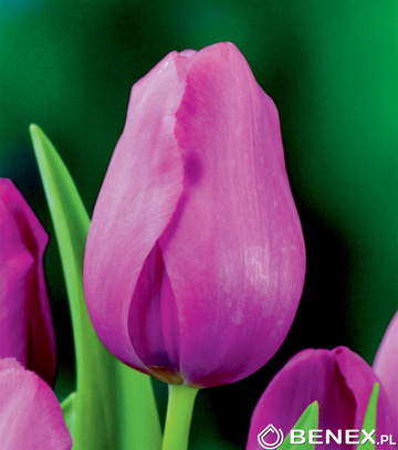 Showbox 10-Cio Komorowy Tulip - Tulipan Triumph 12/+ 250 Szt.
