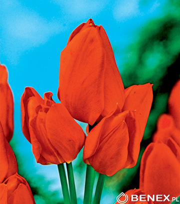 Showbox 10-cio Komorowy Tulipa - Tulipan Wielokwiatowy  250 Szt.
