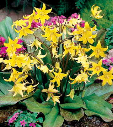Showbox Erythronium,Leucojum - Psiząb, Śnieżyca 160 Szt.