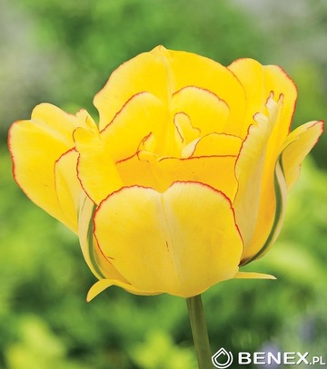 Showbox Tulip - Tulipan Pełny "8" 11/12 150 Szt.