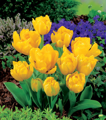 Showbox Tulip - Tulipan Doniczkowy 11/12 150 Szt.