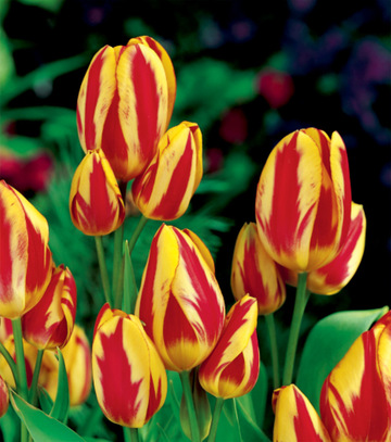 Showbox Połówkowy Tulip - Tulipan Wielokwiatowy "2" 11/12  125 Szt.