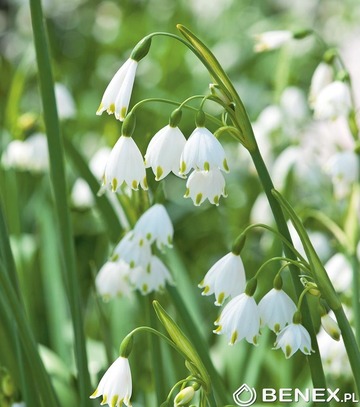 Showbox Połówkowy Erythronium,Leucojum - Psiząb, Śnieżyca 80 Szt.