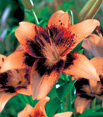 Showbox Połówkowy Lilium - Lilia Azjatycka Dwukolorowa "2" 16/18 50 Szt.