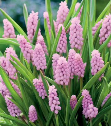 Showbox Połówkowy Muscari - Szafirek "3" 125 Szt.