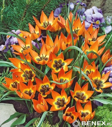 Showbox Połówkowy Tulip - Tulipan Botaniczny "3" 6/+ 125 Szt.