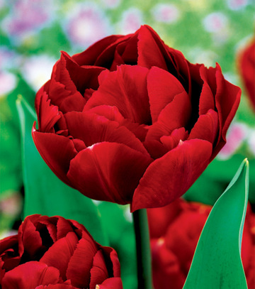 Showbox Połówkowy Tulip - Tulipan Pełny "3" 11/12  125 Szt.