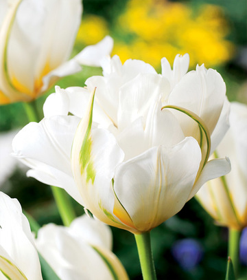 Showbox Połówkowy Tulip - Tulipan Pełny "4" 11/12  75 Szt.