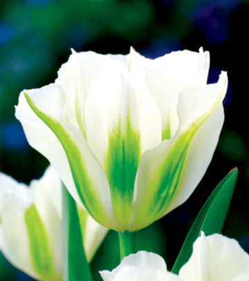 Showbox Połówkowy Tulip - Tulipan Viridiflora "1" 11/12  125 Szt.