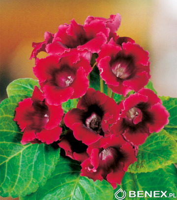 Showbox Połówkowy Gloxinia - Gloksynia 6/+  50 Szt.