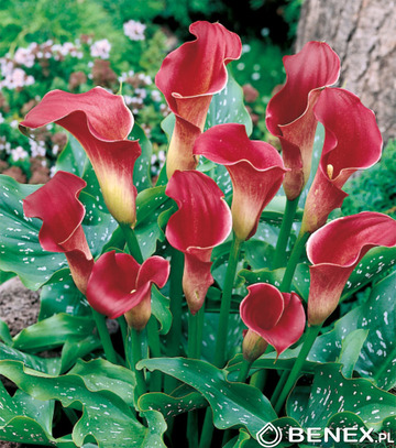 Showbox Zantedeschia - Kalla "1" 20/22 50 Szt.