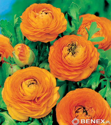 Showbox Ranunculus - Jaskier "1" 6/+ 500 Szt.