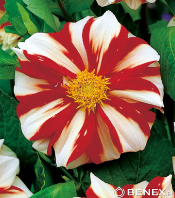 Showbox Połówkowy Dahlia - Dalia Anemonowa I Wybór 20 Szt.