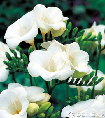 Showbox Freesia - Frezja Pojedyncza 5/+ 500 Szt.