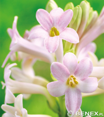 Showbox Polianthes Tuberosa - Tuberoza 10/12 50 Szt.