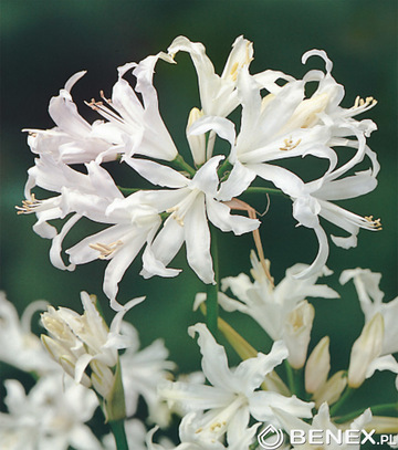 Showbox Połówkowy Nerine, Zantedeschia - Nerina, Kalla 25 Szt.