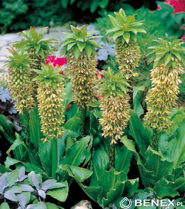 Showbox Ismena, Eucomis - Błonczatka, Eukomis 50 Szt.