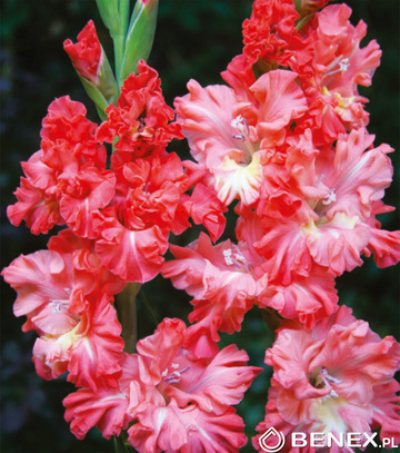 Showbox Gladiolus -  Mieczyk Karbowany 12/14 300 Szt.