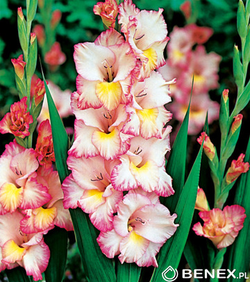 Showbox Gladiolus - Mieczyk Wielkokw. "1" 12/14 300 Szt.