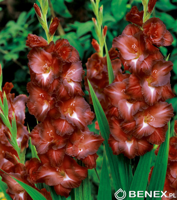 Showbox Gladiolus - Mieczyk Wielkokw. "9" 12/14  300 Szt.