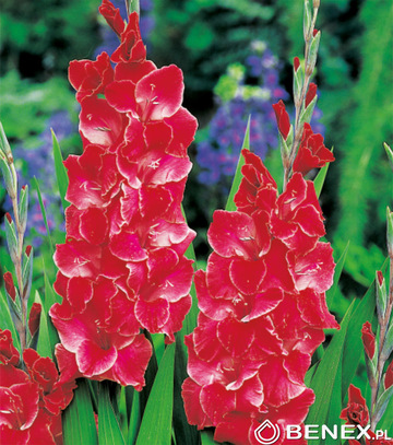 Showbox Gladiolus -  Mieczyk Wielkokw. "13" 12/14  300 Szt.