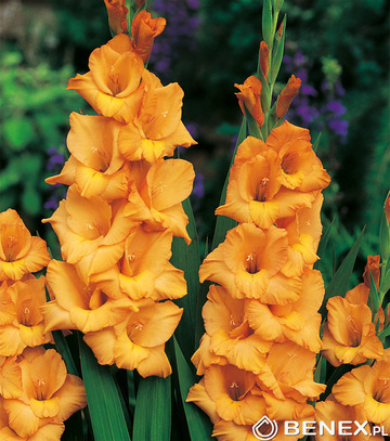Showbox Gladiolus - Mieczyk Wielkokw. "4" 12/14 300 Szt.