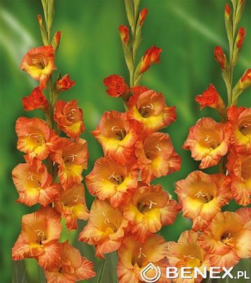 Showbox Gladiolus - Mieczyk "16" 12/14 300 Szt.