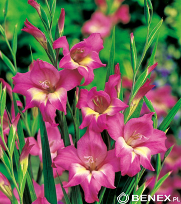 Showbox Połówkowy Gladiolus - Mieczyk Nanus 10/+  150 Szt.