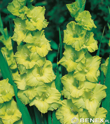 Showbox Połówkowy Gladiolus - Mieczyk Wielkokw. "3" 12/14  150 Szt.