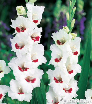 Showbox Połówkowy Gladiolus - Mieczyk Wielkokw. "12" 12/14 150 Szt.