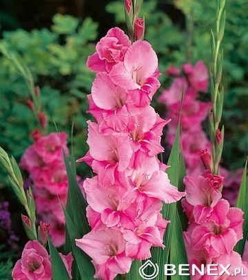 Showbox Połówkowy Gladiolus - Mieczyk Wielkokw. "8" 12/14  150 Szt.