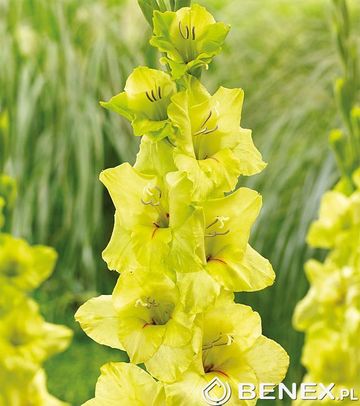 Showbox Połówkowy Gladiolus - Mieczyk "17" 12/14 150 Szt.