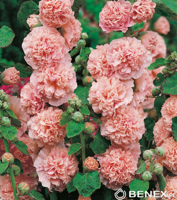 Showbox Alcea Rosea - Malwa Ogrodowa I Wybór 40 Szt.