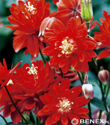 Showbox Połówkowy Aquilegia - Orlik Pełny "1" I Wybór 20 Szt.