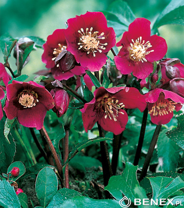 Showbox Połówkowy Helleborus - Ciemiernik I Wybór 20 Szt.