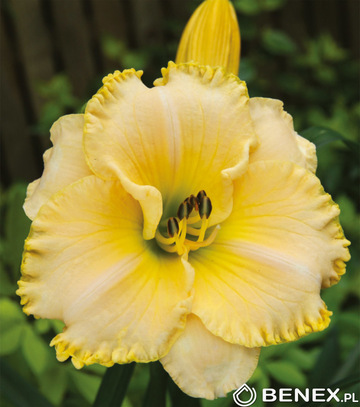 Showbox Hemerocallis - Liliowiec  "5" I Wybór 30 Szt.