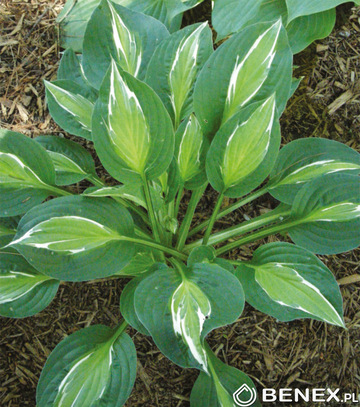 Showbox Hosta - Funkia "4" I Wybór 30 Szt.