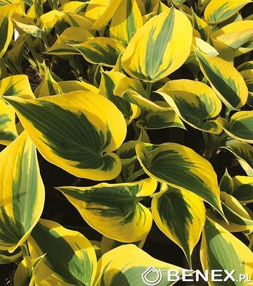Showbox Hosta - Funkia  "5" I Wybór  30 Szt.