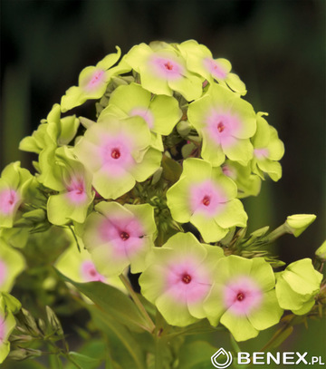 Showbox Połówkowy  Phlox Paniculata - Płomyk "2" I  Wybór 20 Szt.