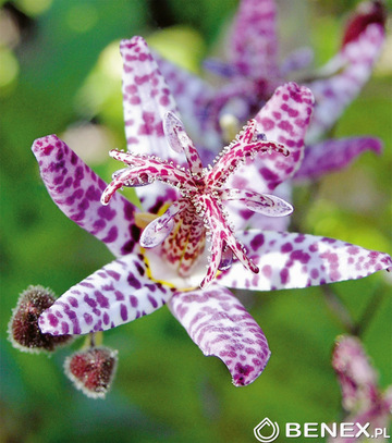 Showbox Połówkowy Tricyrtis, Ascelapias - Trójsklepka, Trojeść I Wybór 20 Szt.