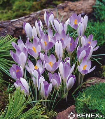 Showbox Crocus - Krokus Wiosenny "3" 5/7    750 Szt.