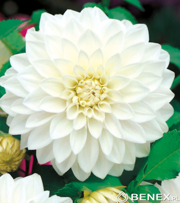 Showbox 10-Cio Komorowy Dahlia - Dalia Dekoracyjna I/Gladiolus - Mieczyk 10/12 1