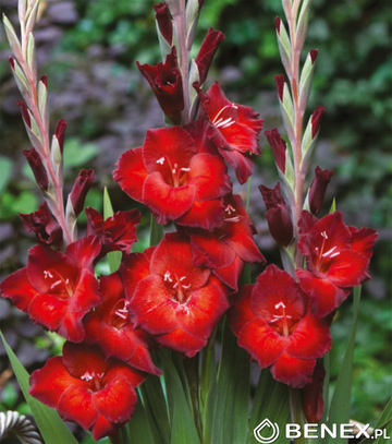 Showbox 10-Cio Komorowy Gladiolus - Mieczyk Wielkokwiatowy  "6" 12/14  300 Szt.
