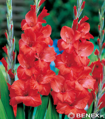 Showbox 10-Cio Komorowy Gladiolus - Mieczyk Wielkokwiatowy  "8" 12/14  300 Szt.