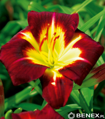 Showbox 10-Cio Komorowy Hemerocallis - Liliowiec I Wybór 40 Szt.