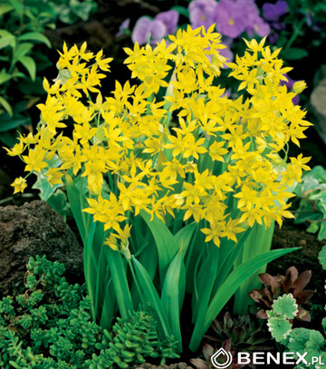 Showbox Allium - Czosnek Ozdobny 4/+ 750 Szt.